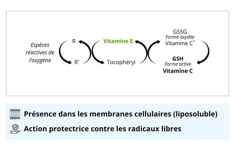Les bienfaits de la vitamine E